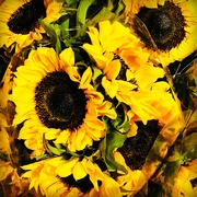 25th Nov 2019 - Sunflowers Of The Season