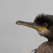 Cormorant by lifeat60degrees