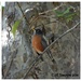 The Birds of Biddle... by soylentgreenpics