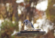 25th Nov 2019 - Another happy Blue Jay!