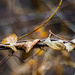 Twisted twigs by mgmurray