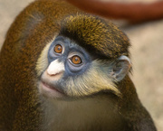 25th Nov 2019 - Schmidt's red-tailed monkey Guenon