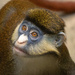 Schmidt's red-tailed monkey Guenon by rminer