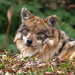 Mexican gray wolf  by rminer