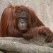 Orangutan by rminer