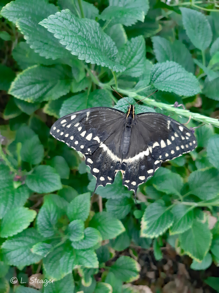 Palamedes Swallowtail by larrysphotos