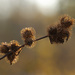 Burrs and Bokeh by mzzhope