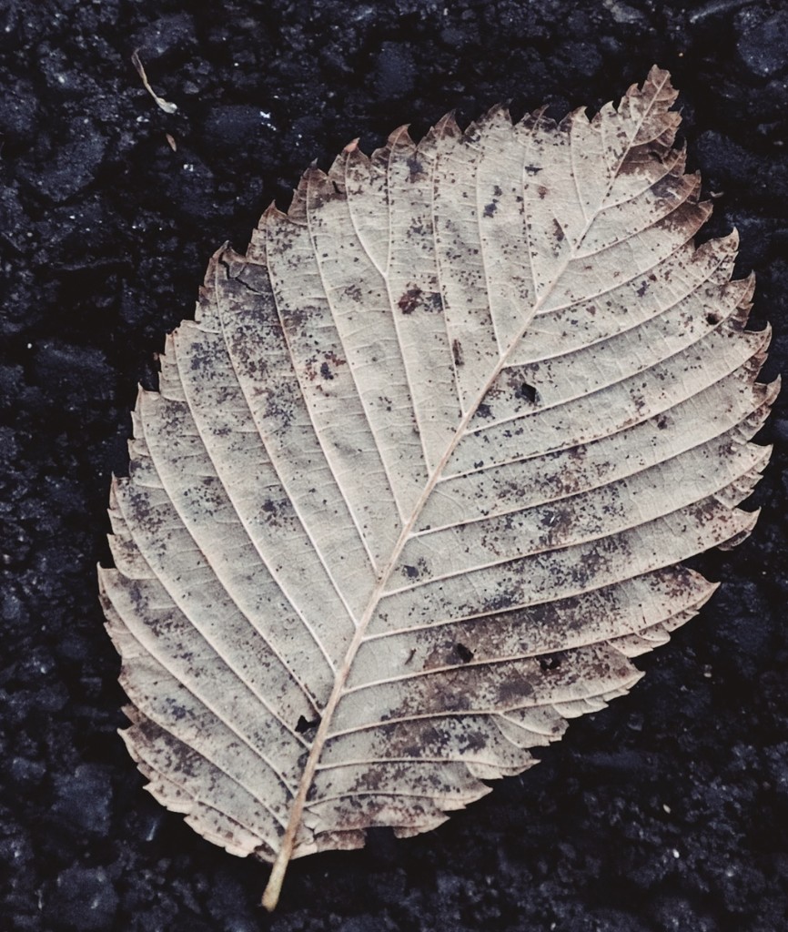 Day 329:  Another Leaf by sheilalorson