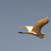 Egret FlyOver! by rickster549