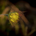 Hedgerow in Evening Light 4 by nickspicsnz
