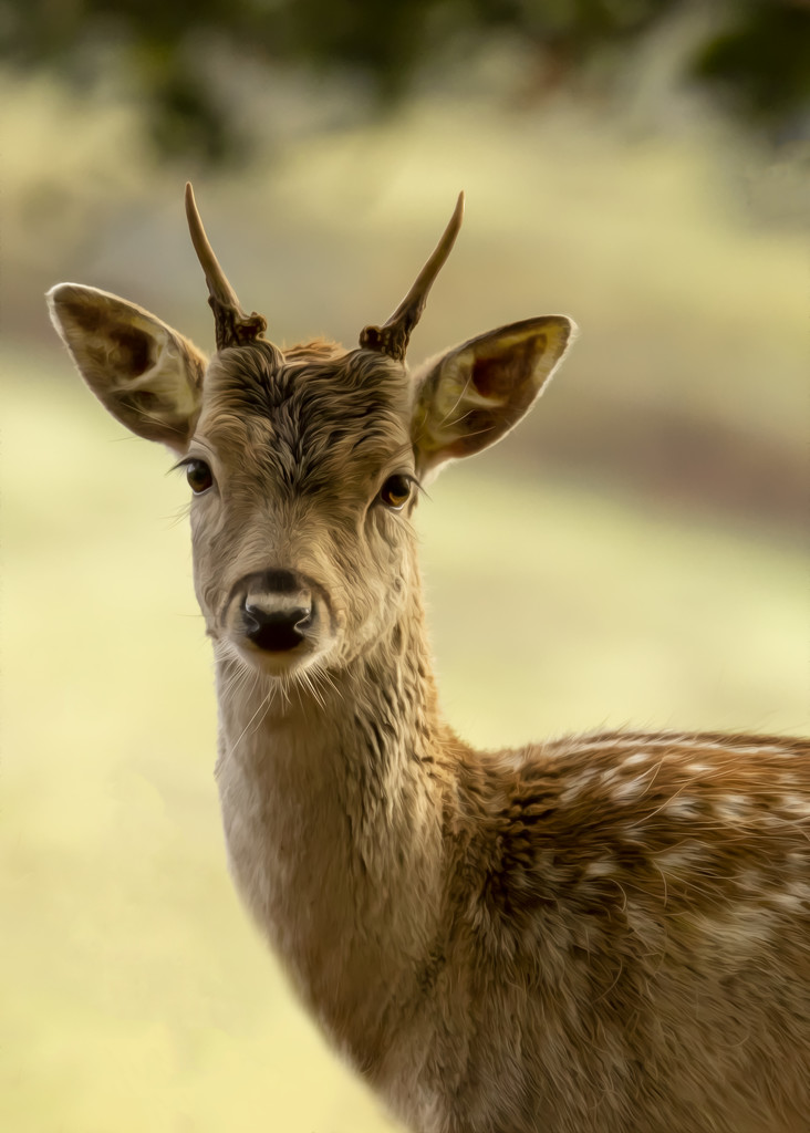 young fallow deer by shepherdmanswife