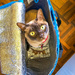 bagged cat by pusspup