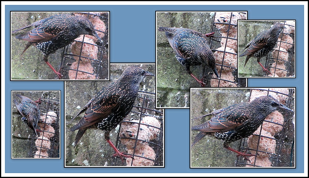 A hungry Starling. by grace55