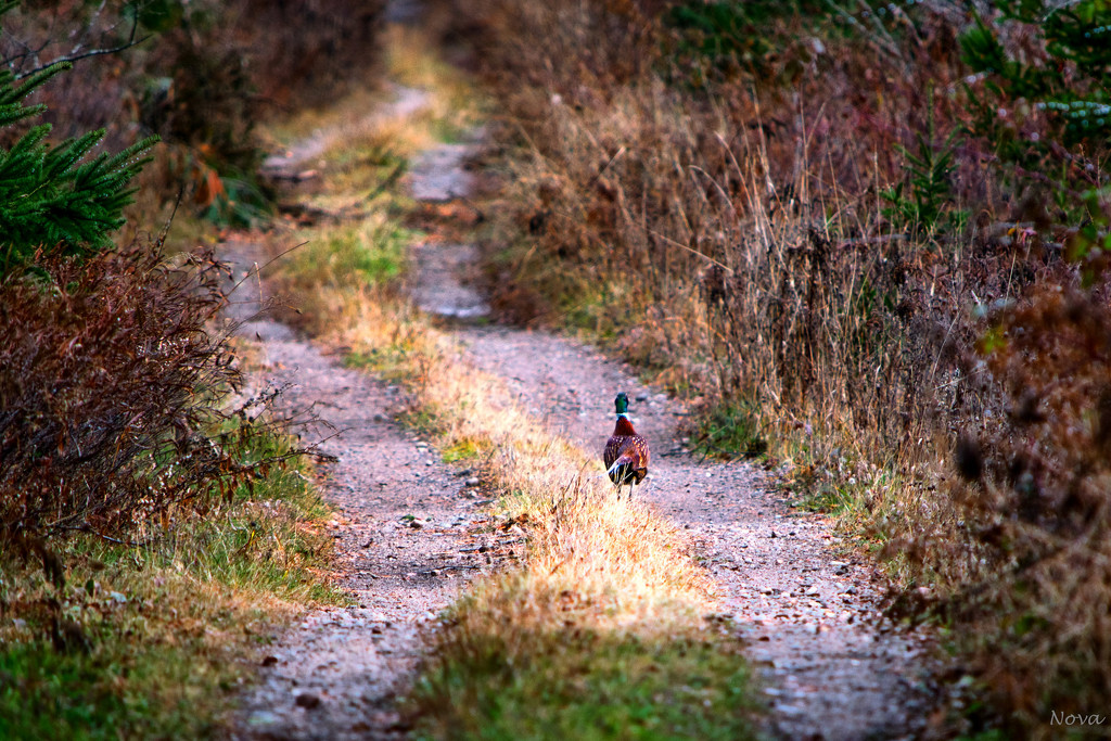 Ring-necked pheasant on the run  by novab