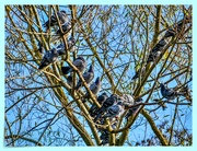 26th Nov 2019 - A Roost Of Pigeons