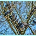 A Roost Of Pigeons by carolmw
