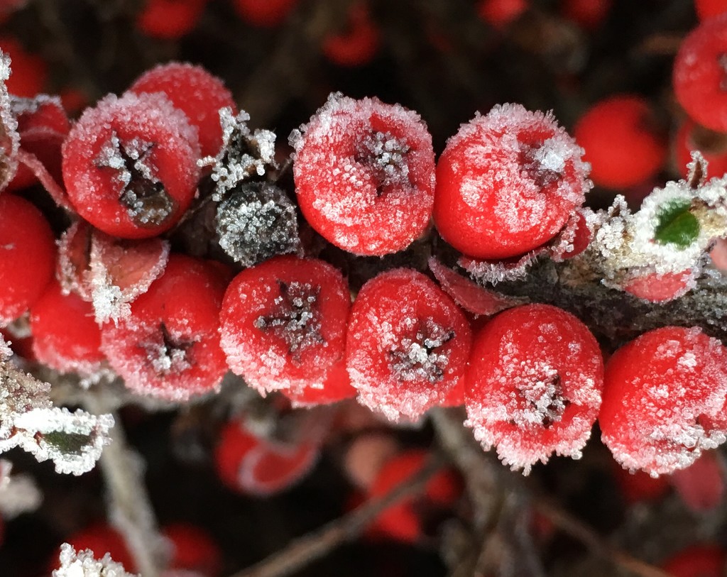 Frozen Berries by clay88