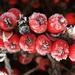 Frozen Berries by clay88