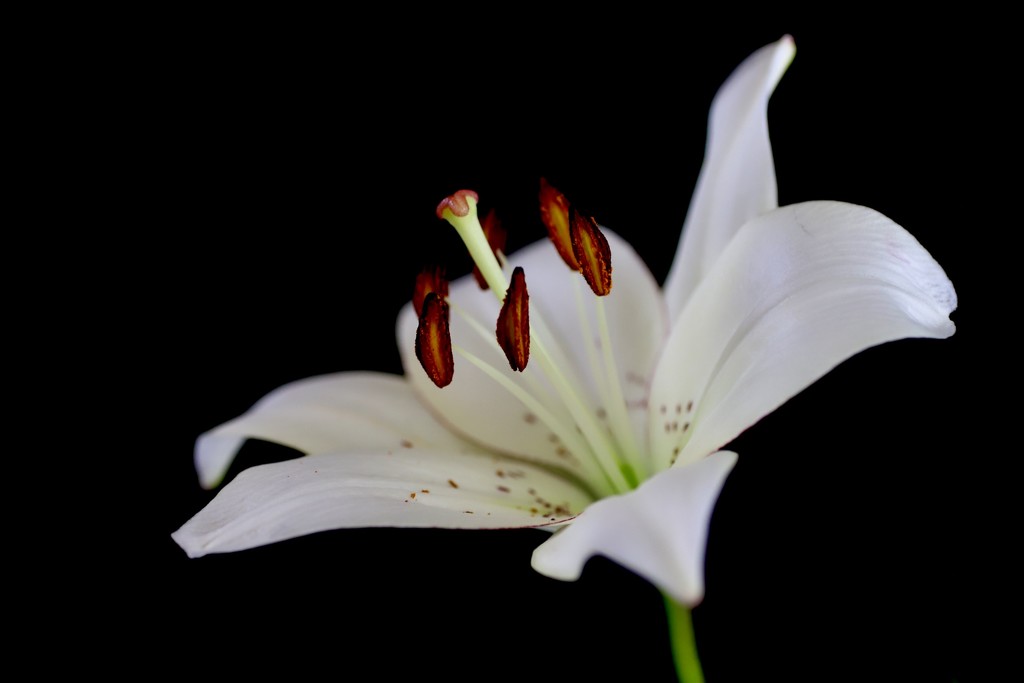 Lily  by carole_sandford