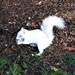 Albino Squirrel by susiemc
