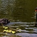 Two Black Swans ~    by happysnaps
