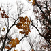 leaves and branches by marijbar