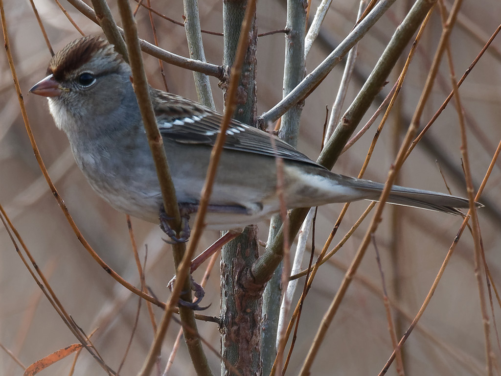 Immature White Crowned Sparrow by rminer