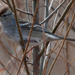 Immature White Crowned Sparrow by rminer