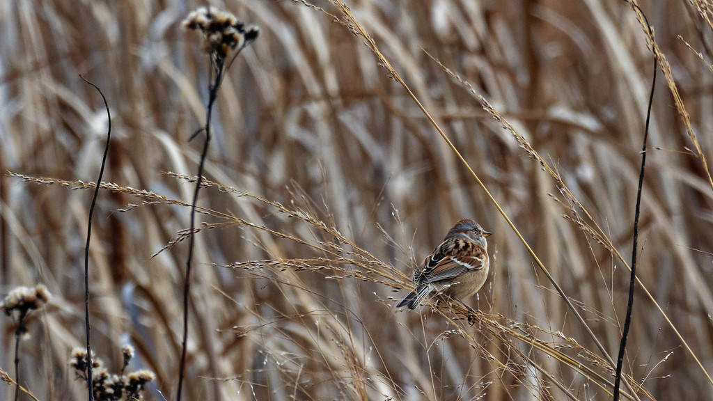 american tree sparrow on grass by rminer