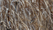 26th Nov 2019 - american tree sparrow on grass