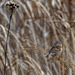 american tree sparrow on grass by rminer