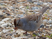 26th Nov 2019 - white crowned sparrow