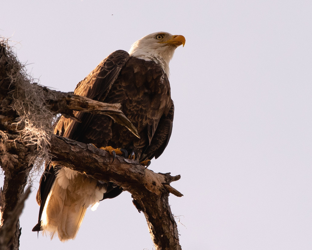 Bald Eagle, After the Snack! by rickster549