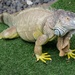 Iguana by lumpiniman