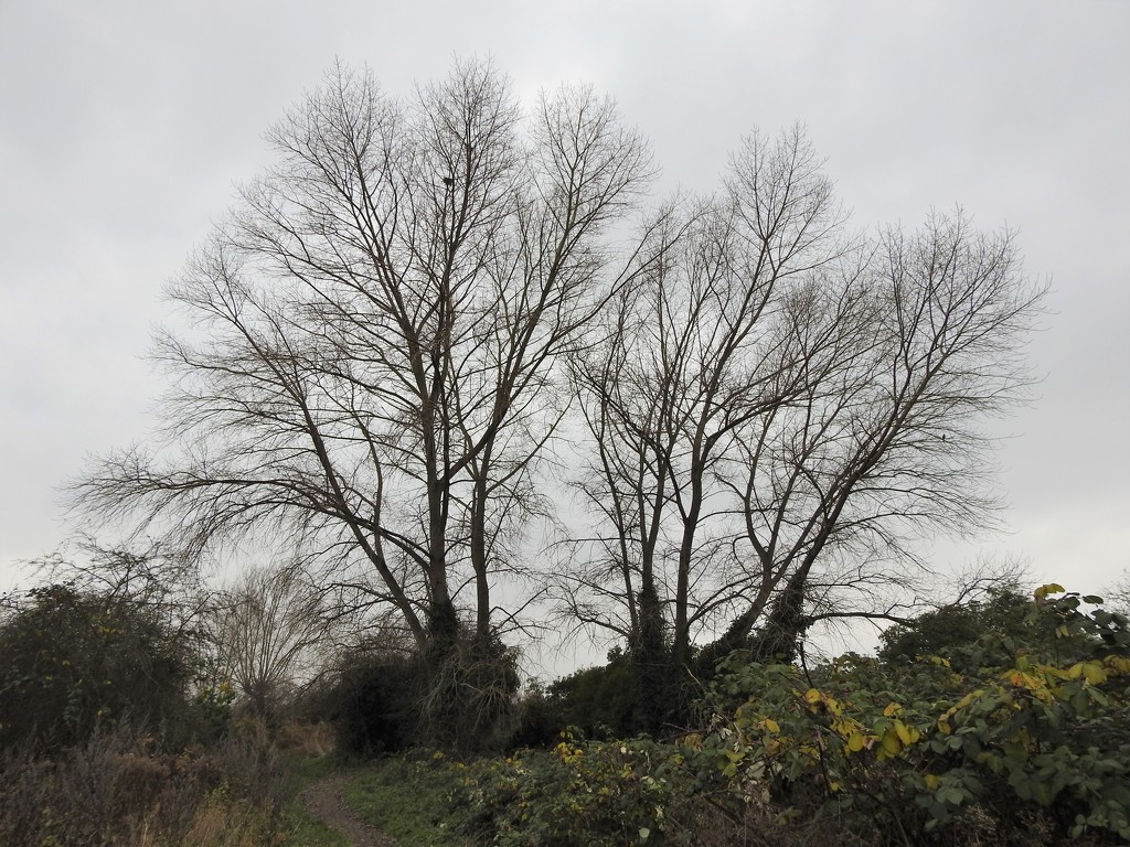 Winter Trees by oldjosh