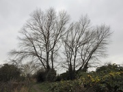 21st Nov 2019 - Winter Trees