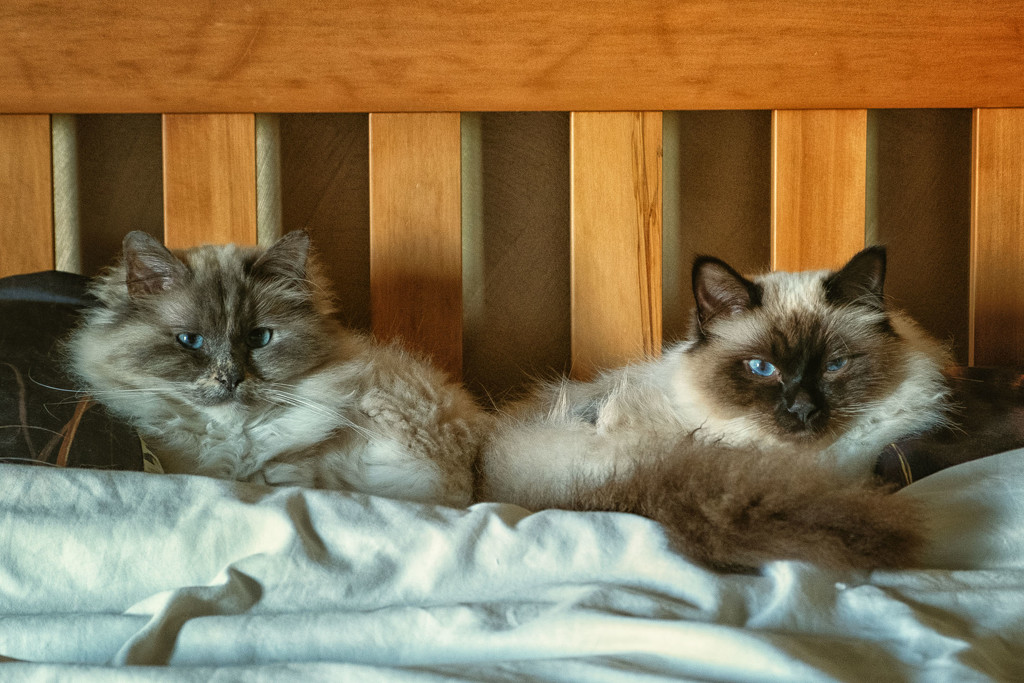The Rare Two Headed Birman Cat by helenw2