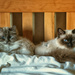 The Rare Two Headed Birman Cat by helenw2