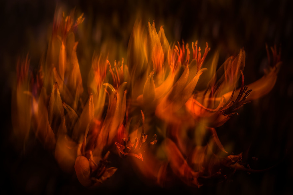 Kowhai Flames by helenw2