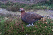 27th Nov 2019 - Red Grouse on the Moor at Creagan Riabhach