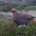 Red Grouse on the Moor at Creagan Riabhach by jamibann