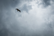 25th Nov 2019 - gull and clouds