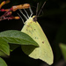 Cloudless Sulphur Butterfly by photographycrazy