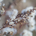 Fuzzy Branch by gardencat