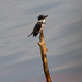 Kingfisher on His Post! by rickster549