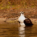 Osprey Taking a Bath! by rickster549