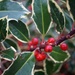 the holly and..... by quietpurplehaze
