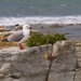 Red billed gull by kiwinanna