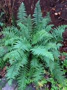 26th Nov 2019 - Fern