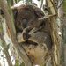 when you've got it, flaunt it by koalagardens